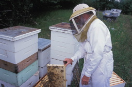 bees